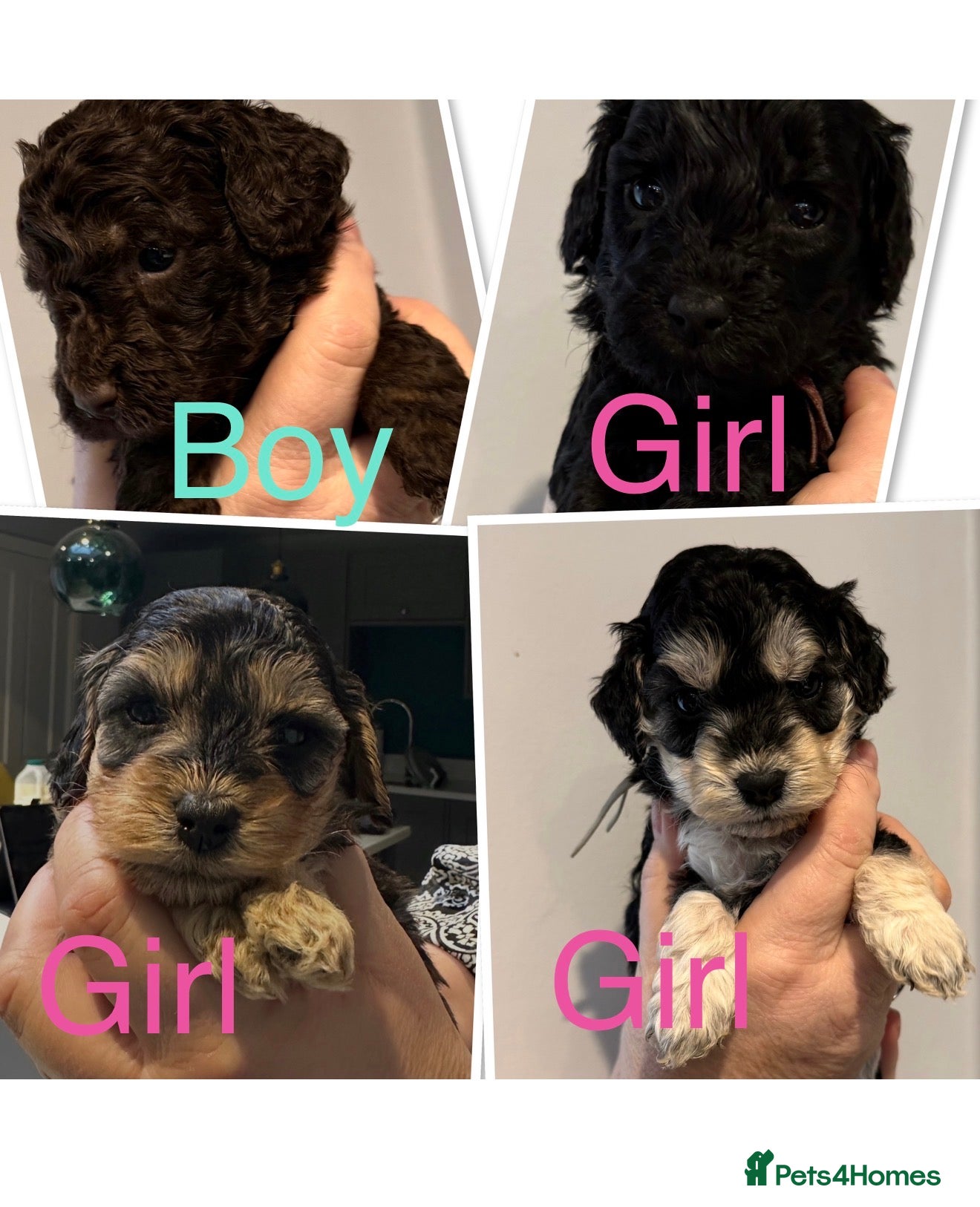 Cockapoo dogs Stunning Litter of 10 Cockapoo Puppies - Advert 5