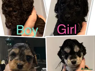 Cockapoo dogs Stunning Litter of 10 Cockapoo Puppies - Advert 5