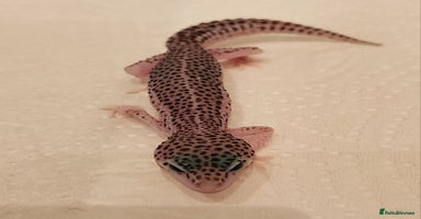 Leopard Gecko reptiles - Advert 9