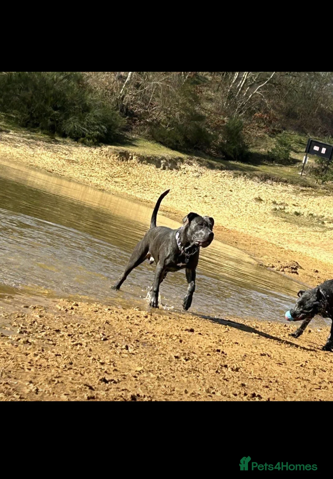 Mixed Breed dogs for stud: Canecorso x American bully  - Advert 2