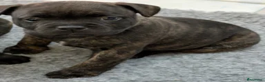 Staffordshire Bull Terrier 4
