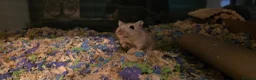 Gerbil rodents for sale: 2 Female Gerbils with Bucastate 3.0 in Poole - Advert 2