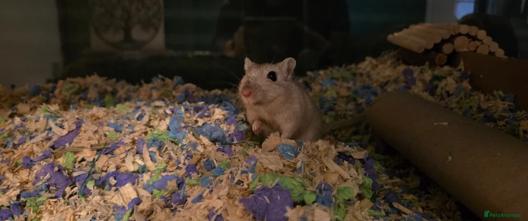 Gerbil rodents for sale: 2 Female Gerbils with Bucastate 3.0 in Poole - Advert 2
