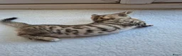 Bengal cats for sale: Bengal Tabby - Advert 6