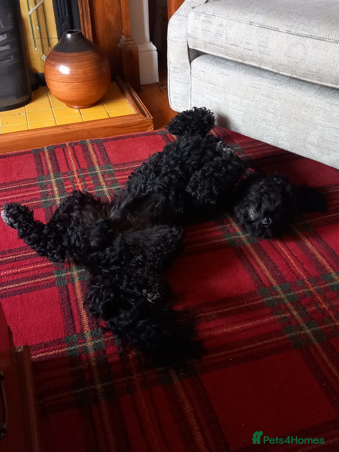 Sproodle dogs for sale: Springer Poodle cross for sale  - Advert 3