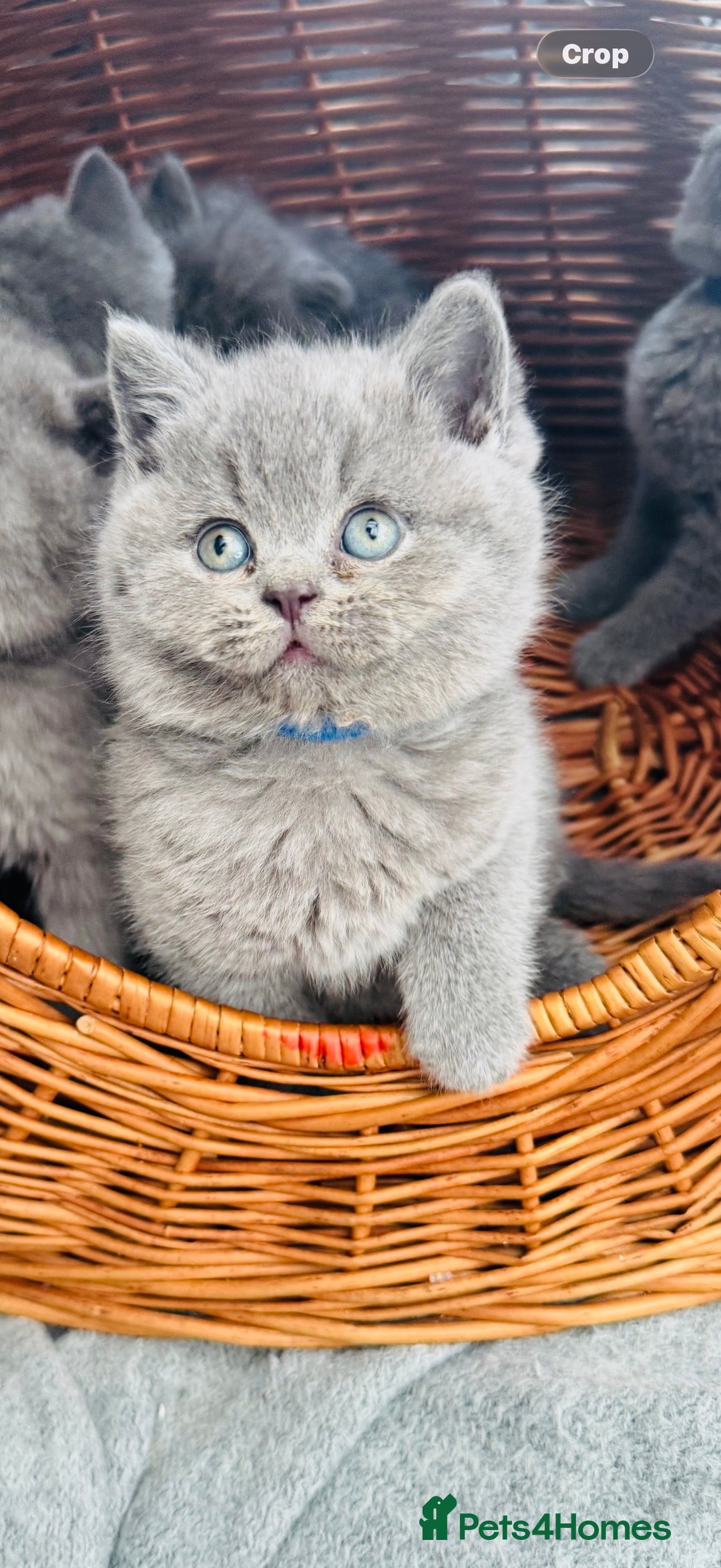 British Shorthair cats for sale: Gorgeous BHS kittens from grand champion gccf stud - Advert 14