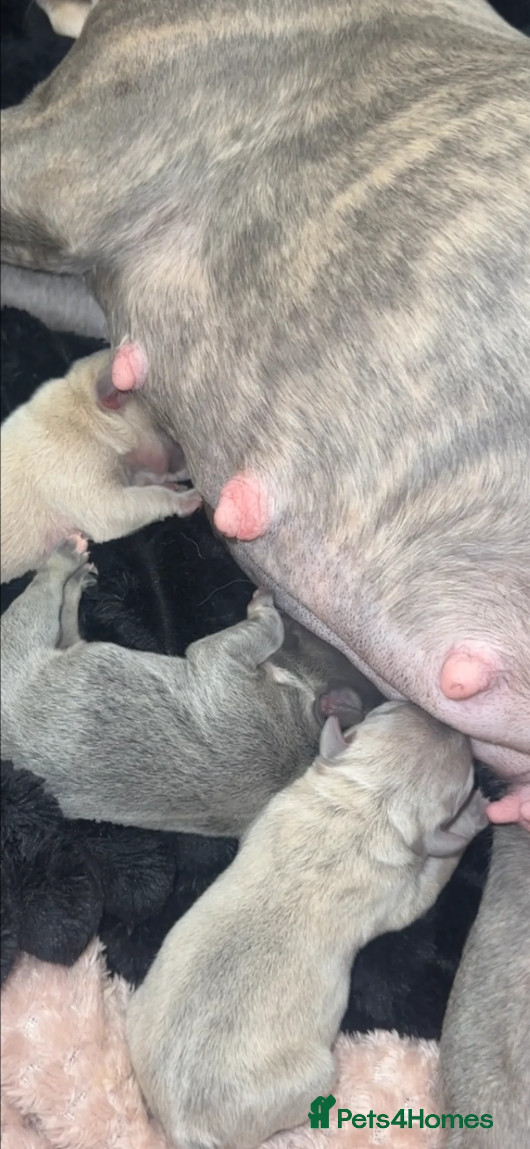 French Bulldog dogs for sale: Quality French Bulldog Puppies – Boys & Girls - Advert 4