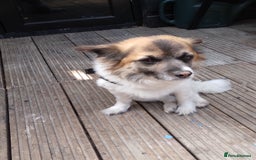Mixed Breed dogs for sale: Hi selling my male chi,jackrusell in Stevenage - Image 9