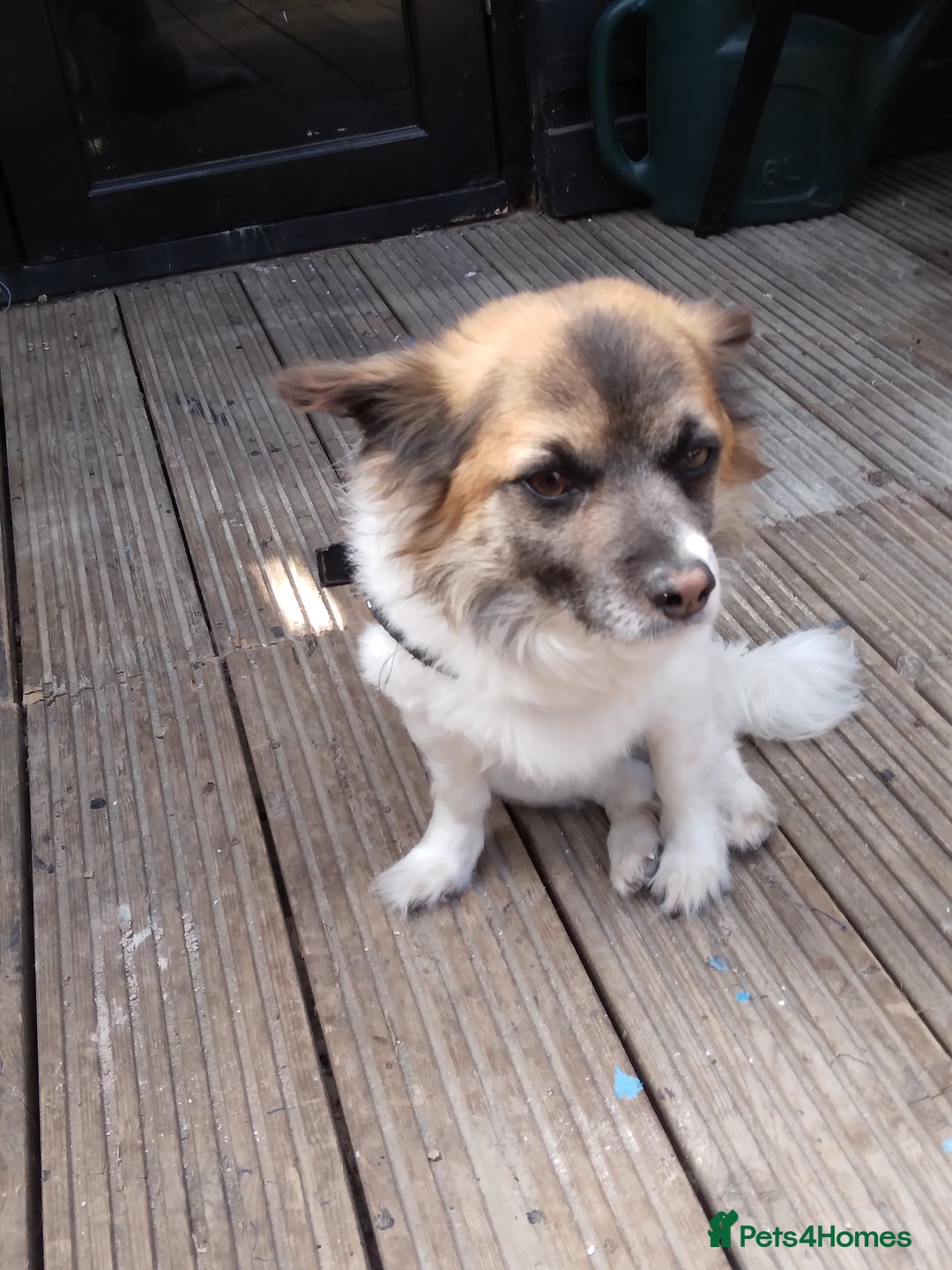 Mixed Breed dogs for sale: Hi selling my male chi,jackrusell in Stevenage - Image 9