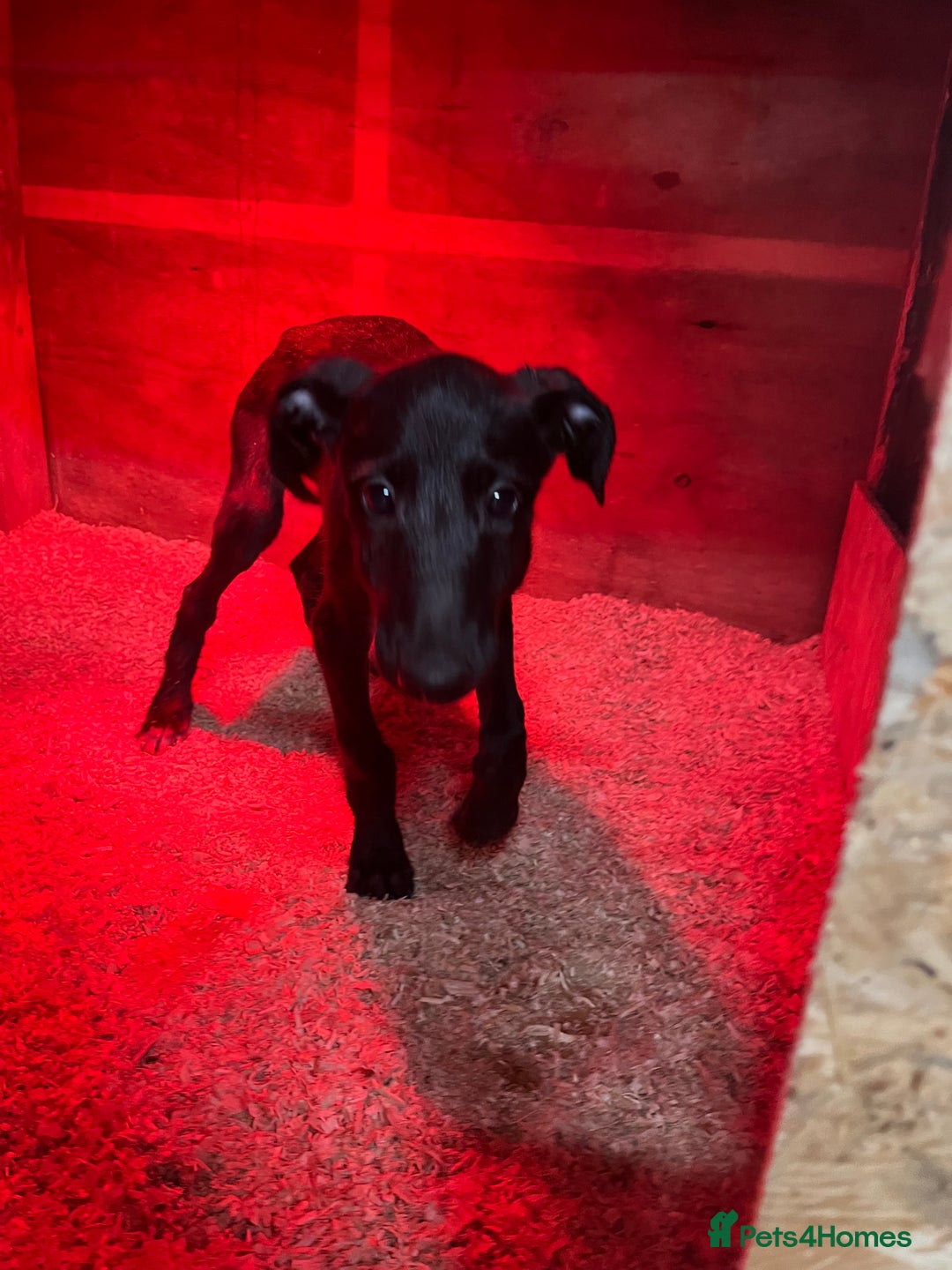 Deerhound dogs for sale: Female deerhound  - Image 2