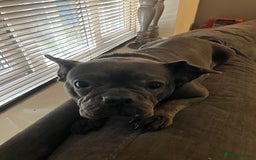 French Bulldog dogs for sale: Bell Female adult bulldog - Image 2