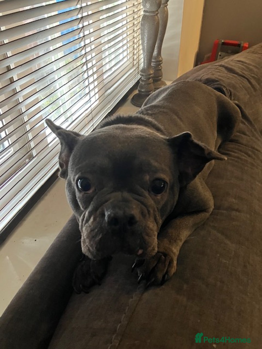 French Bulldog dogs for sale: Bell Female adult bulldog - Image 2