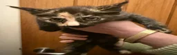 Maine Coon cats for sale: Gorgeous Maine Coon kittens looking for homes - Advert 21