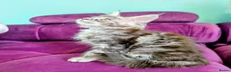 Maine Coon cats for sale: Pedigreed Maine Coon kittens - Advert 7
