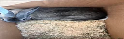 Sable rabbits for sale: Grey rabbit  - Advert 3