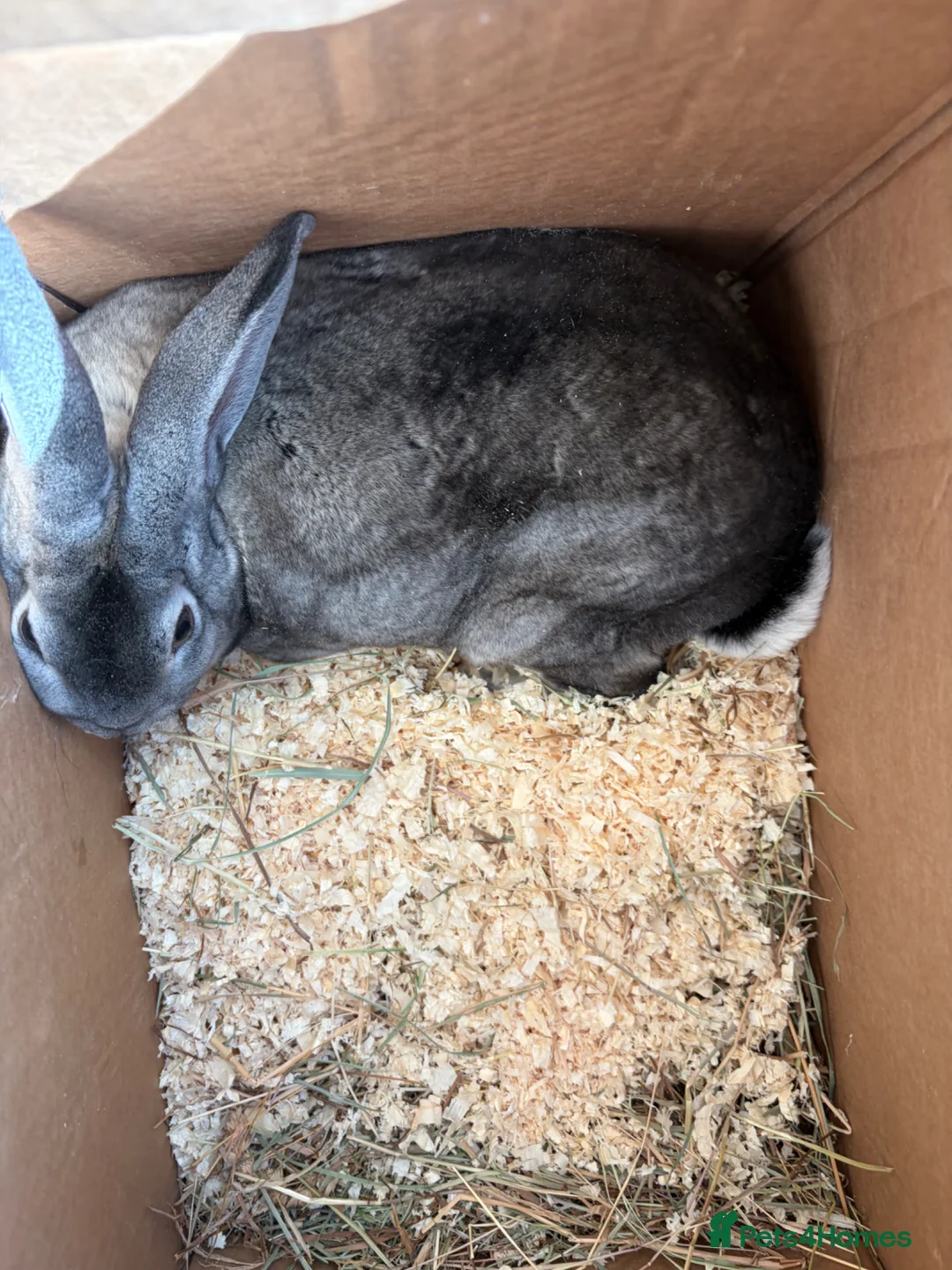 Sable rabbits for sale: Grey rabbit  - Advert 3