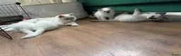 Ragdoll cats for sale: GCCF REG RAGDOLL KITTENS LILAC CHOC SEAL  - Advert 17