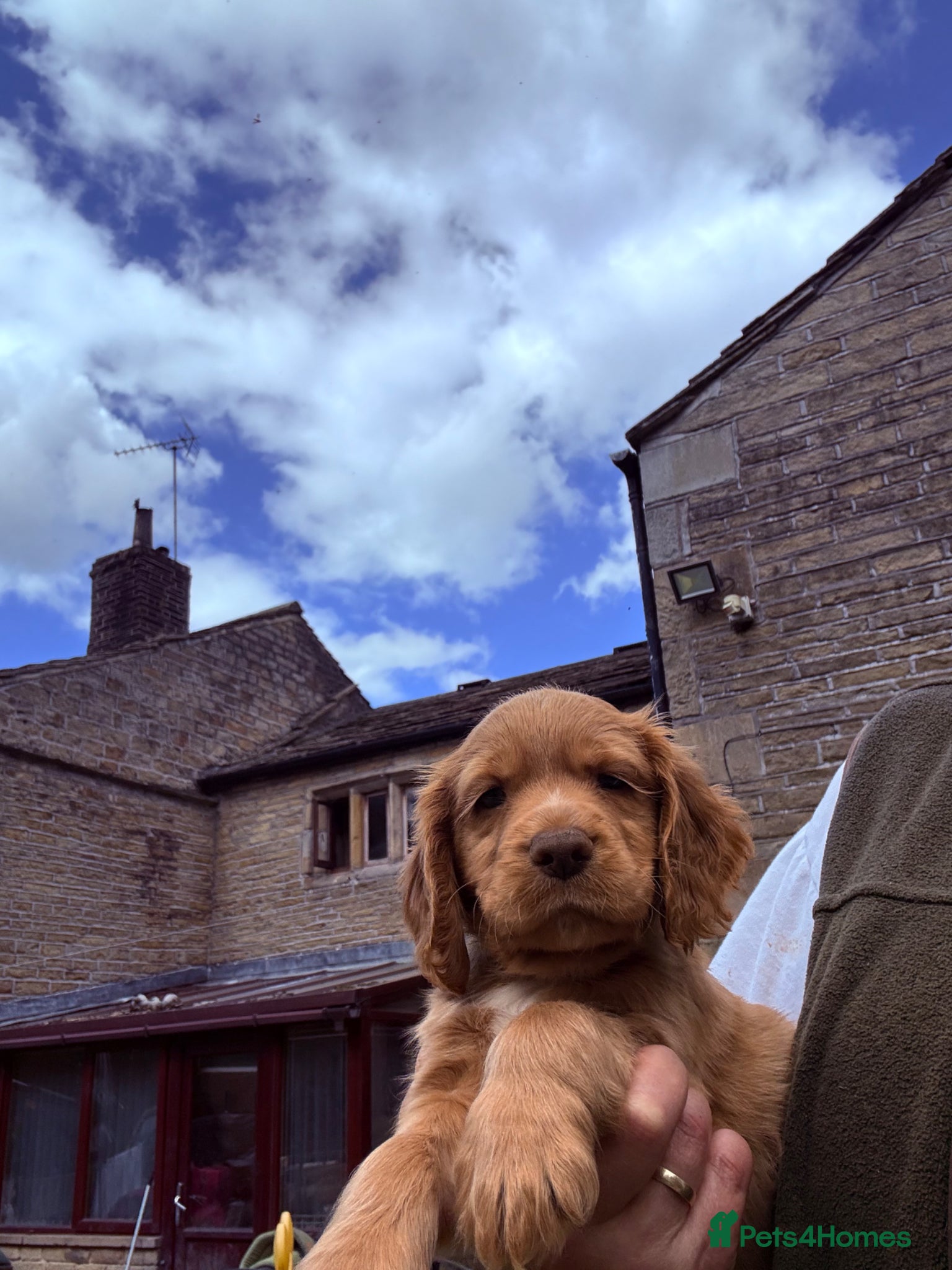 Cocker Spaniel dogs Kc reg cocker spaniels  - Advert 2