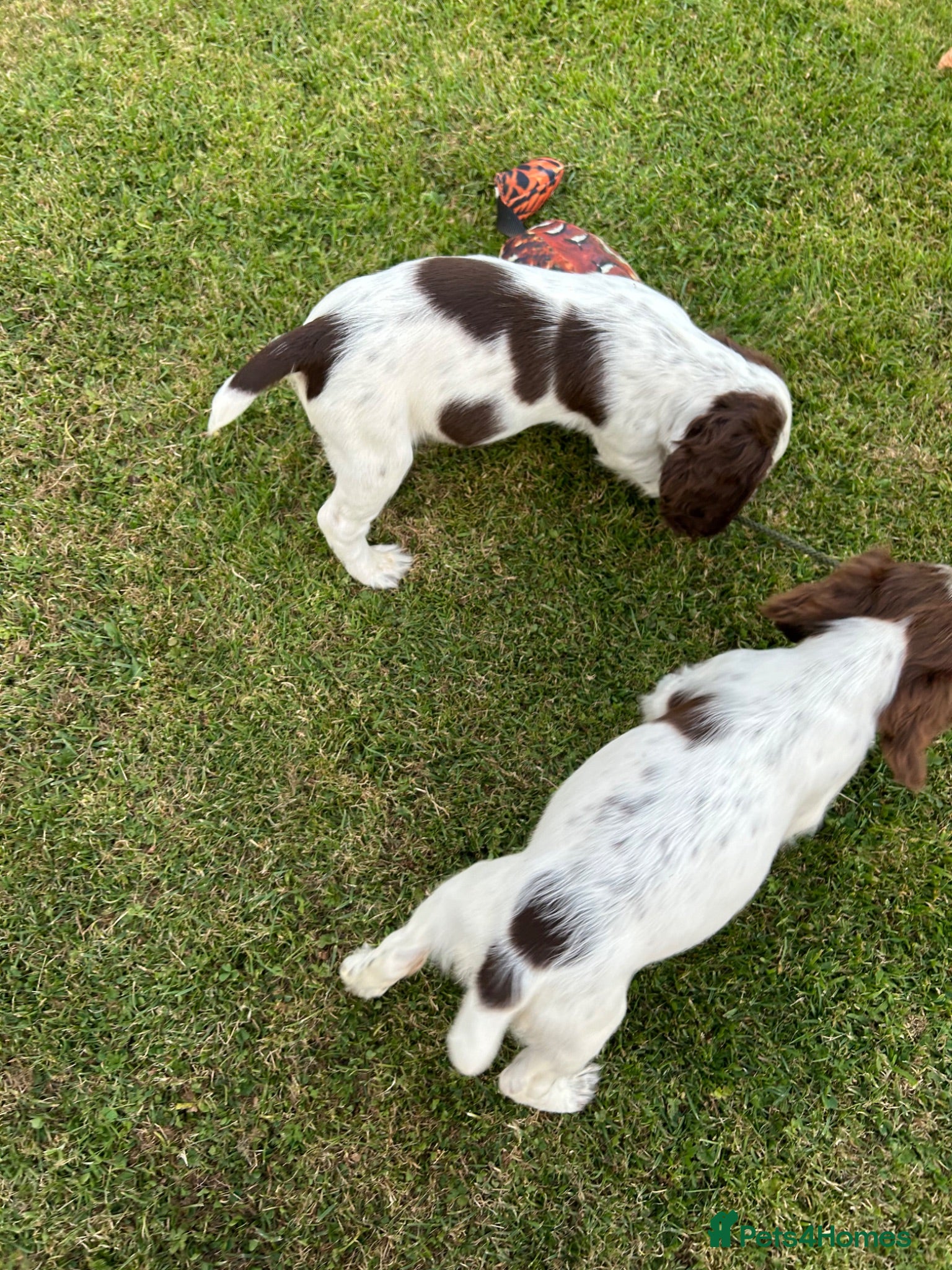 Cocker Spaniel dogs Working Cocker Spaniels - Advert 2