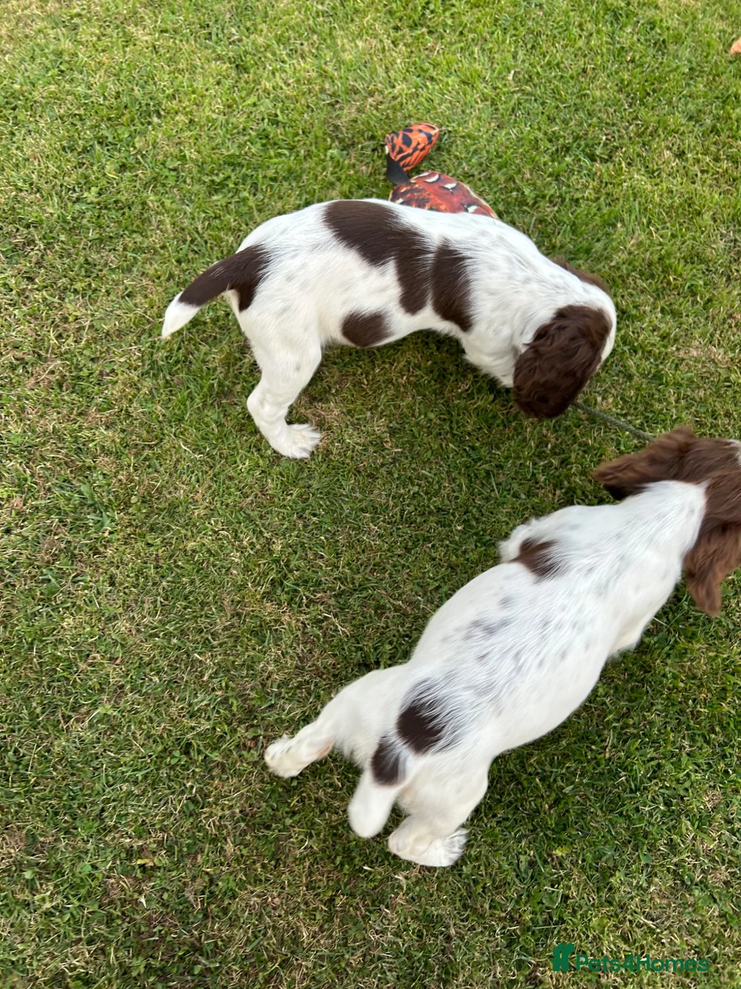 Cocker Spaniel dogs for sale: Working Cocker Spaniels - Advert 2