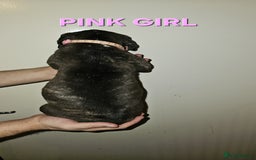 Bullmastiff dogs for sale: 11 Bullmastiff puppies for sale - Advert 20