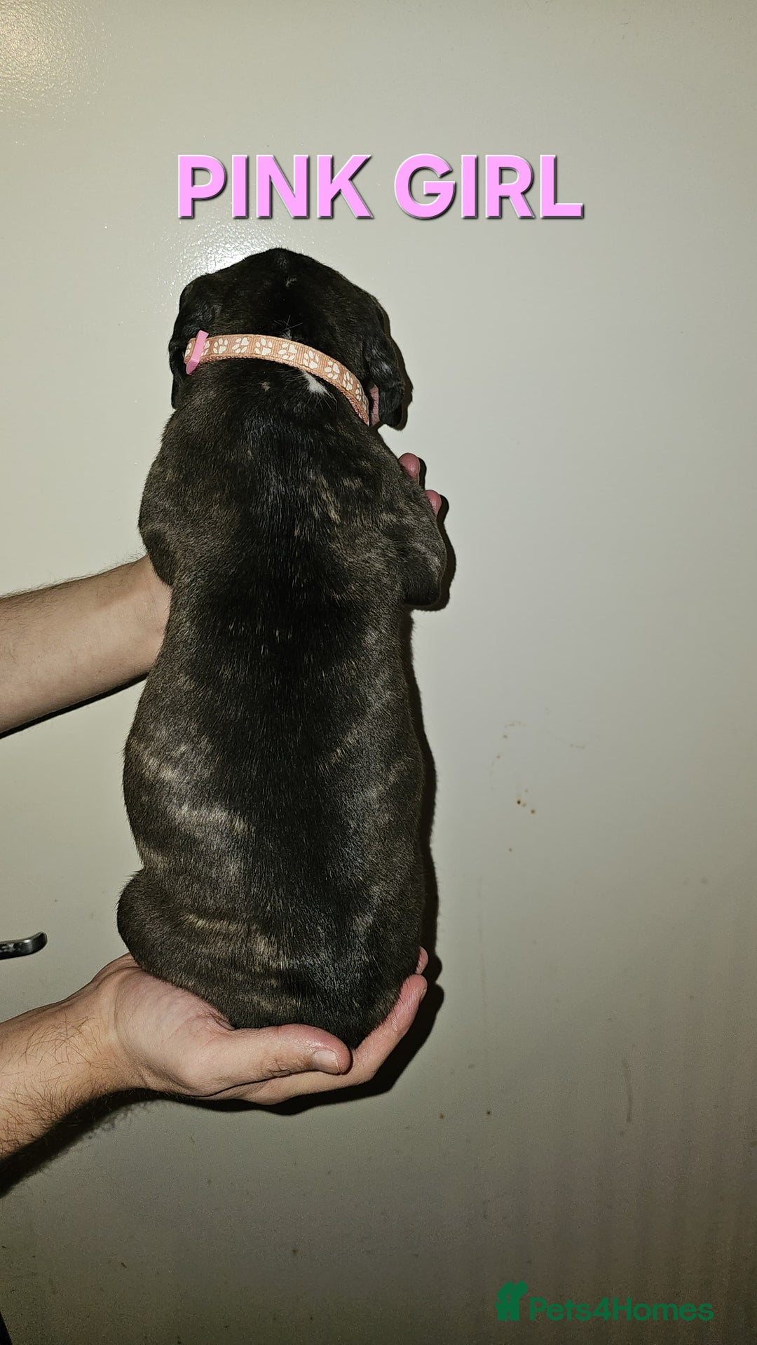 Bullmastiff dogs for sale: 11 Bullmastiff puppies for sale - Advert 20