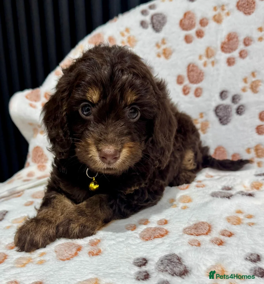 Cockapoo dogs for sale: Chocolate Phantom Cockapoo Puppies - Advert 36