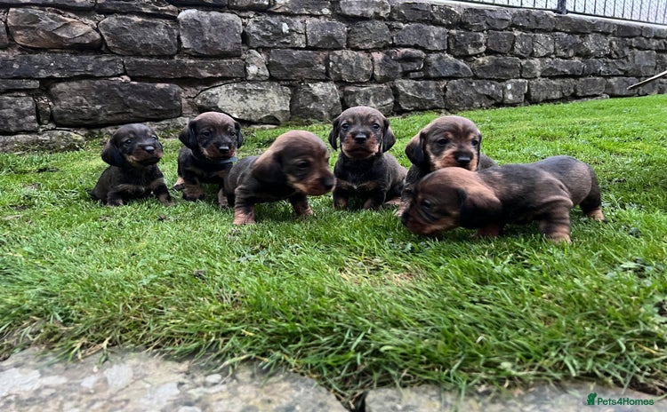 Dachshund dogs - Advert 15