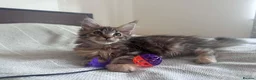 Maine Coon cats for sale: Purebred Maine Coon Kittens, TICA registered - Advert 15