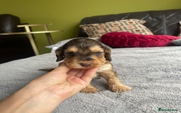 Cocker Spaniel dogs for sale: KC Show Cockers - 1 Girl , 3 Boys remaining! - Image 17