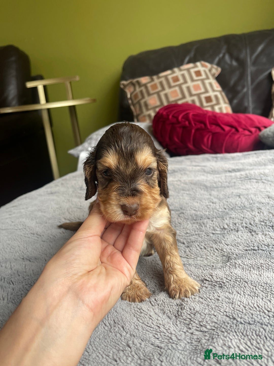 Cocker Spaniel dogs for sale: KC Show Cockers - 1 Girl , 3 Boys remaining! - Image 17