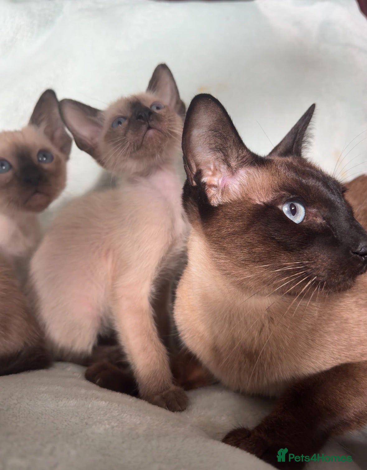Siamese cats Pure Siamese (no oriental in line at all)  - Advert 6