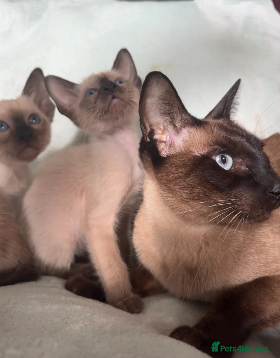 Siamese cats for sale: Pure Siamese (no oriental in line at all)  - Advert 1