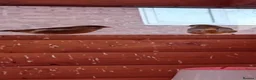 Finches birds for sale: Greenfinches in Doncaster - Advert 5