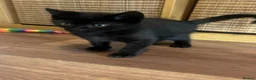 Mixed Breed cats for sale: Kittens  - Advert 5