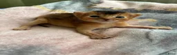 Abyssinian cats for sale: TICA 5* Pedigree Abyssinians  - Advert 8