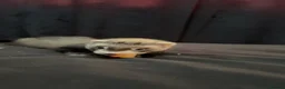 Ferret rodents for sale: Two kit ferrets 14 week old in Alfreton - Advert 3