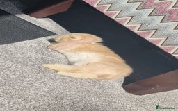 Mini Lop rabbits for sale: Two female mini lops for sale - Image 10