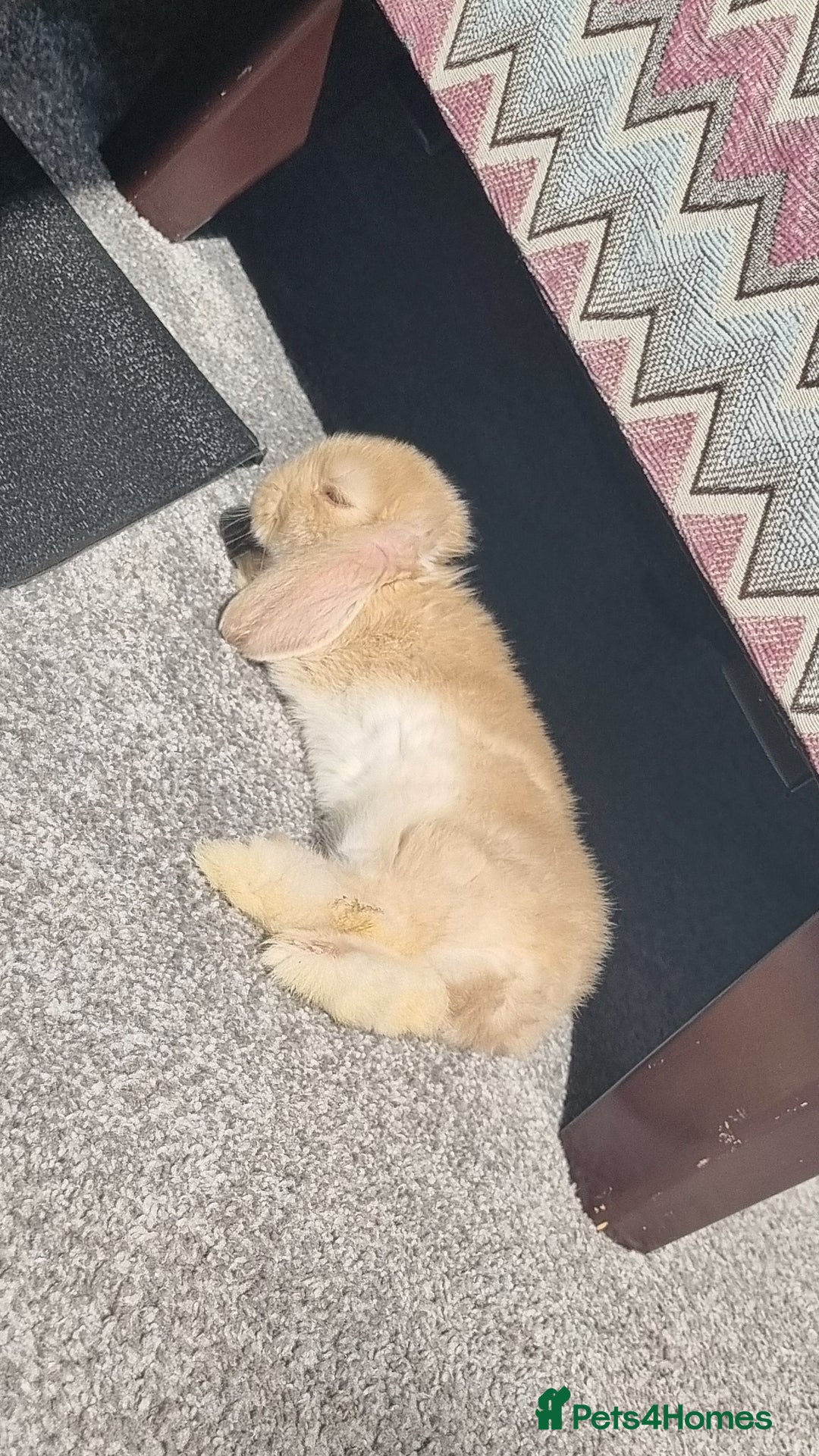 Mini Lop rabbits for sale: Two female mini lops for sale - Image 10