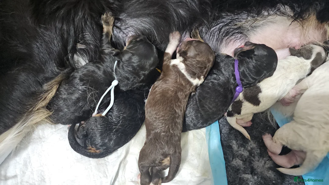 Bernedoodle dogs for sale: Stunning Bernedoodles💕DNA Health Tested Parents ! - Advert 13