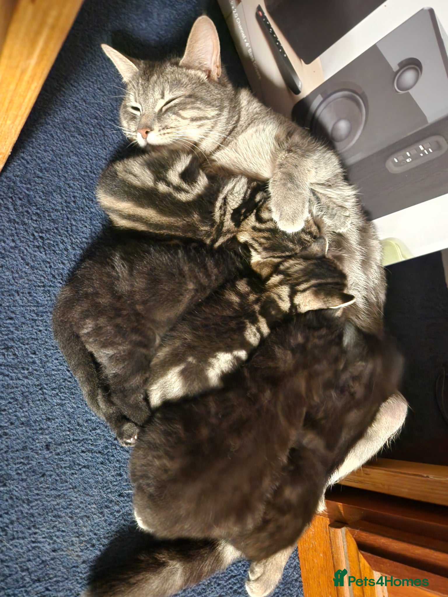 Mixed Breed cats 5 kittens, 2 Tabby, 3 Black Tabby - Advert 6