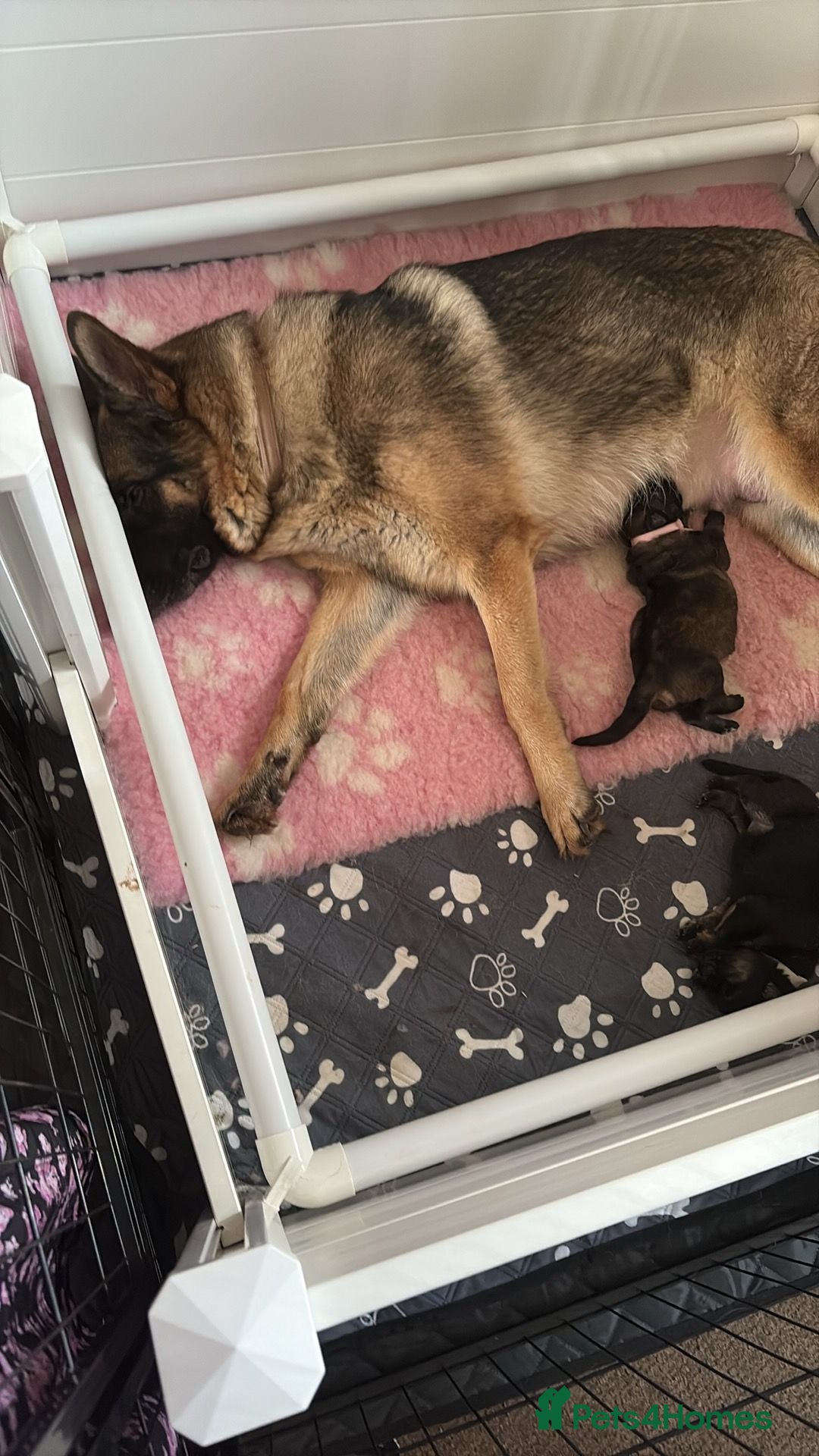 German Shepherd dogs for sale: Two kc reg health tested gsd females  - Image 7