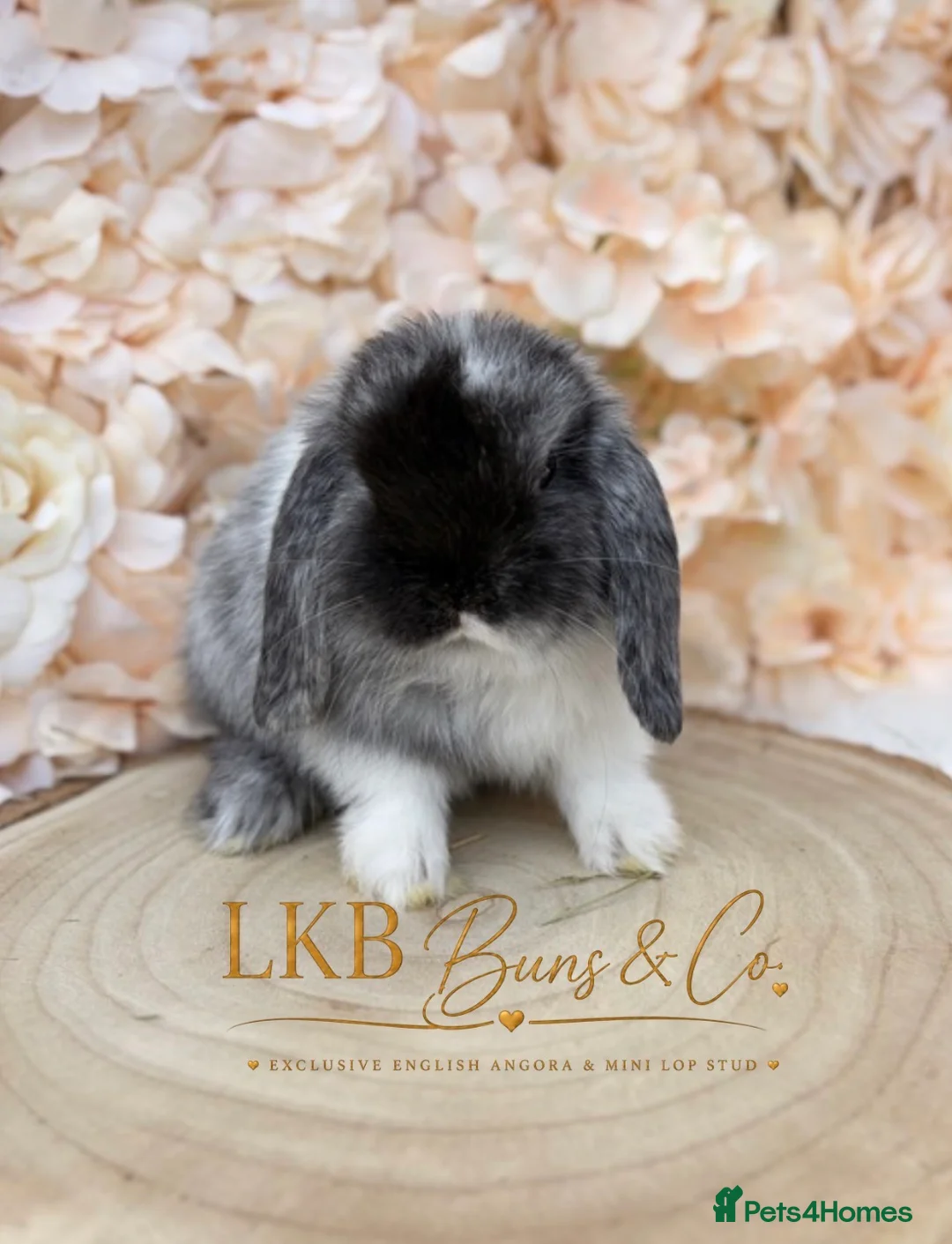 Mini Lop rabbits for sale: 🌟 PEDIGREE MINI LOPS 🌟 - Advert 8