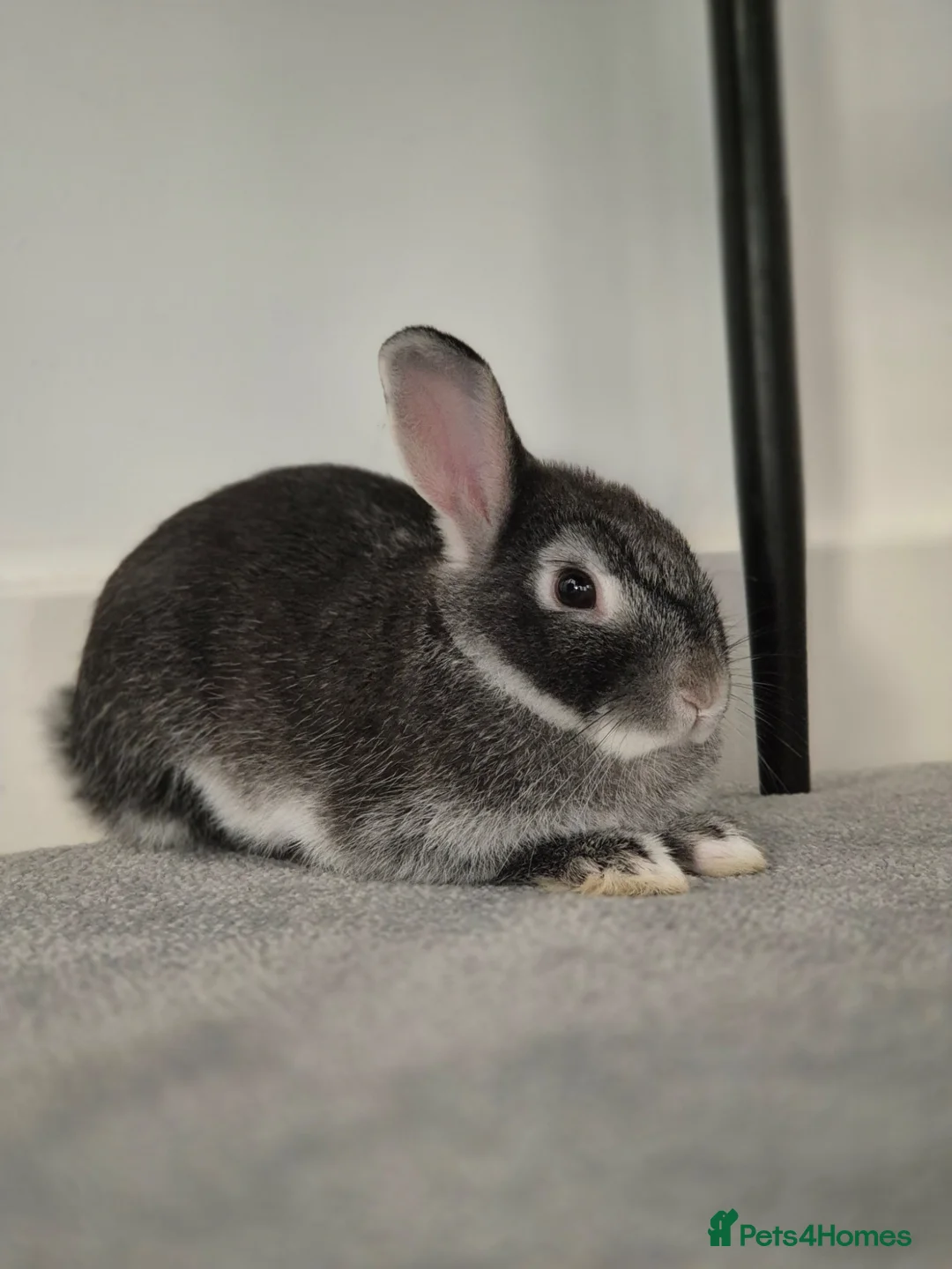 Mixed Breed rabbits for sale: Female Indoor Rabbit in Peterborough - Advert 2