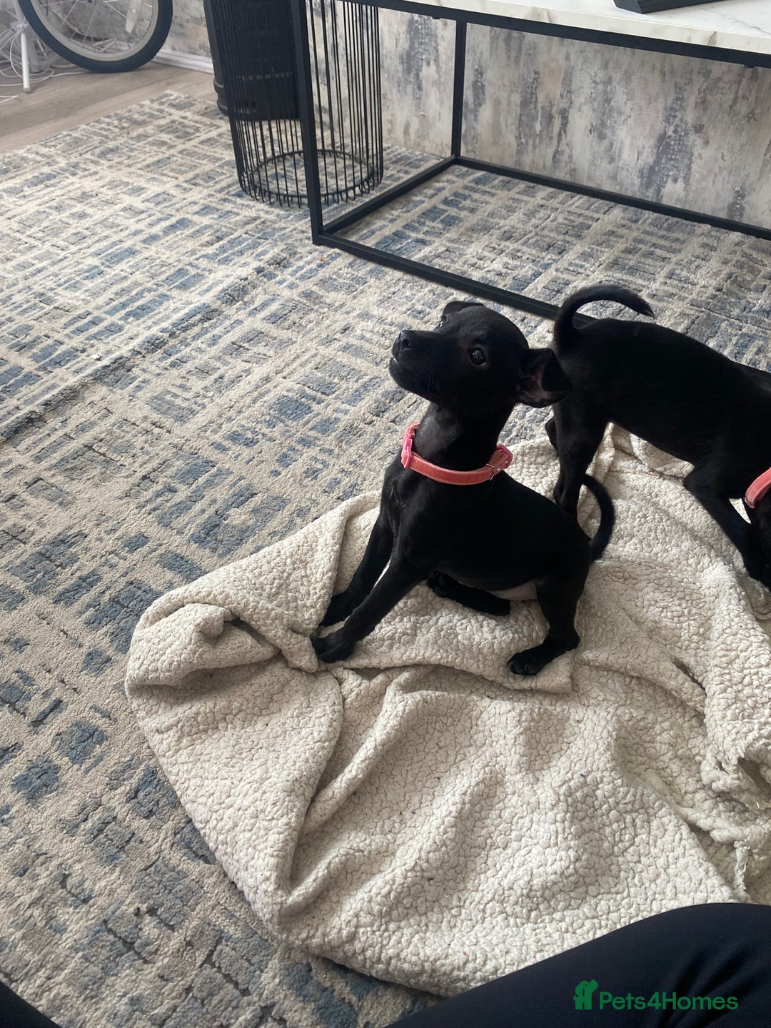 Patterjack dogs for sale: Patterdale puppies in Merthyr Tydfil - Image 1