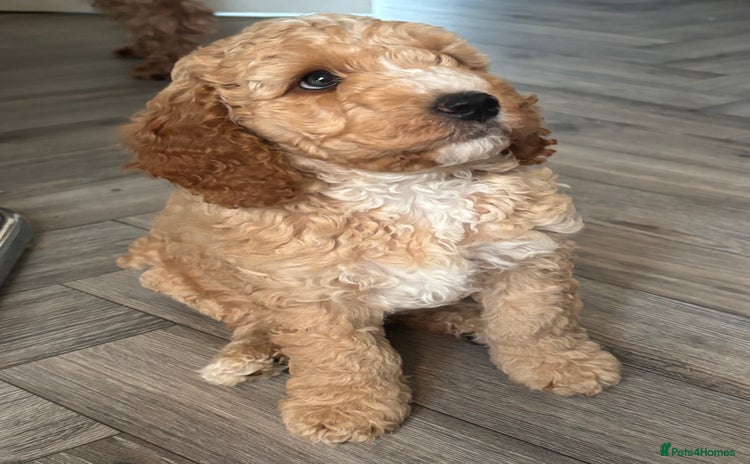 Cockapoo dogs - Advert 8