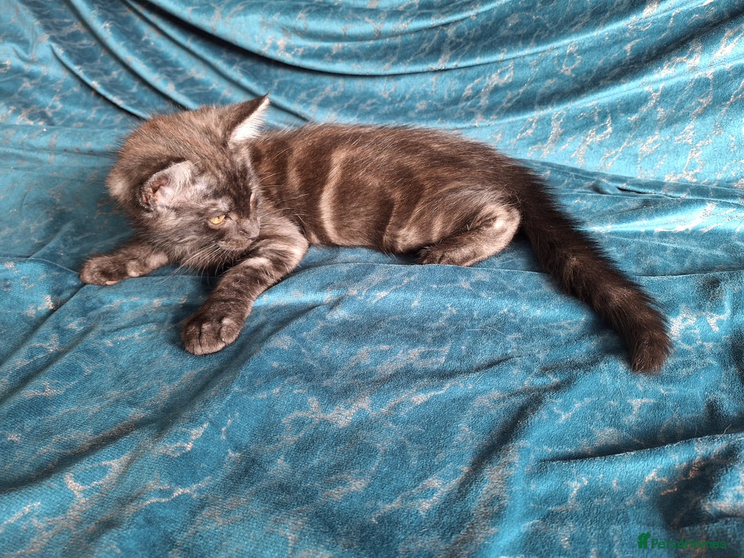 Maine Coon cats for sale: Maine Coon cross breed kittens 😸 😍  - Image 10
