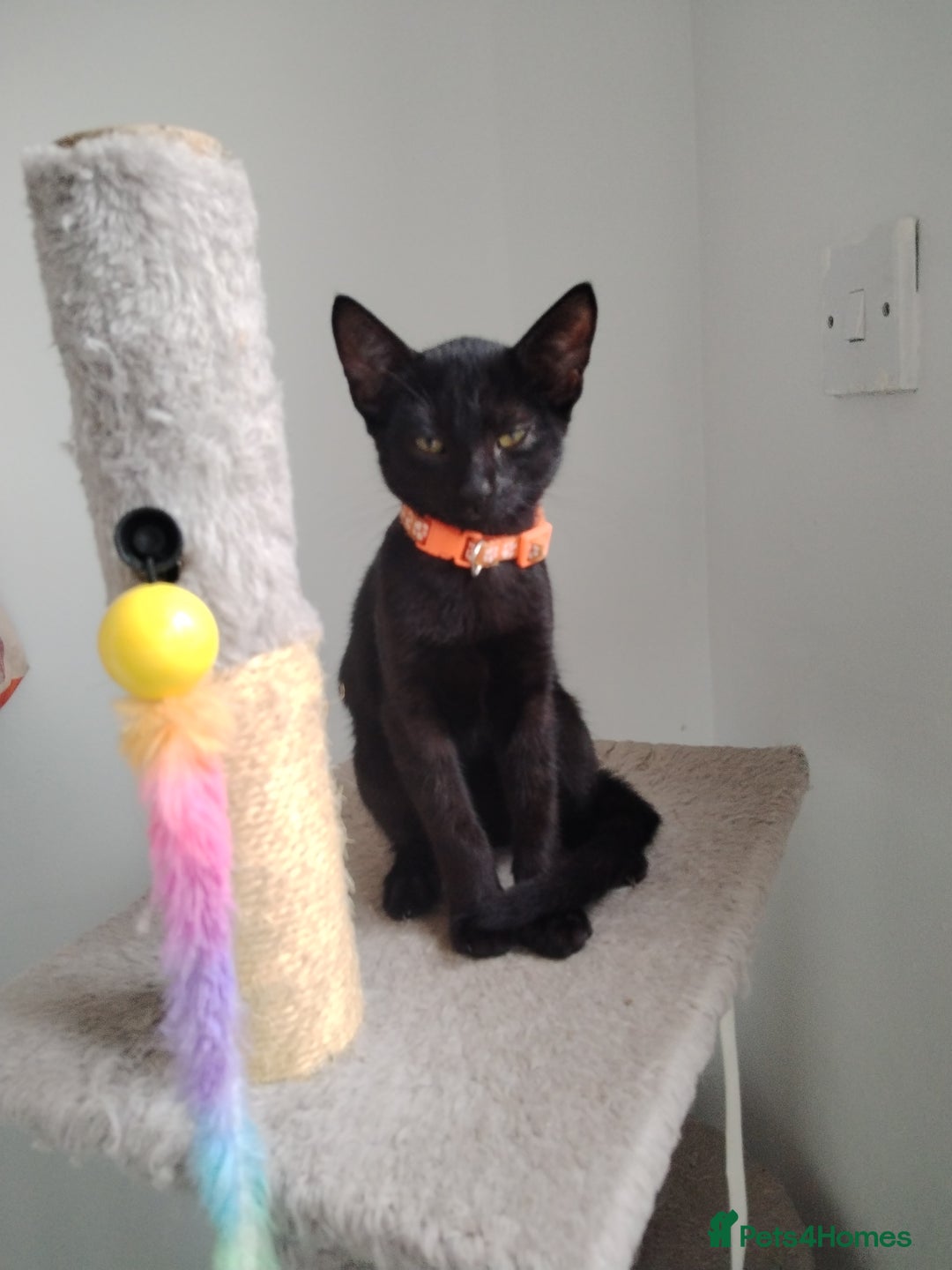 Mixed Breed cats for sale: Kittens  - Image 12