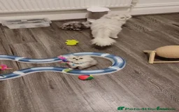 Persian cats for sale: Gorgeous Persian chinchilla  - Image 2