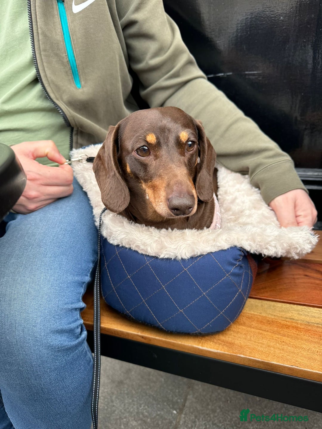 Dachshund dogs for sale: *** Free to a forever home *** in Basildon - Advert 2